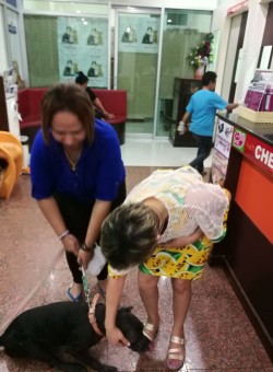 รับน้องหมาที่ภูเก็ตส่งจังหวัดร้อยเอ็ด
